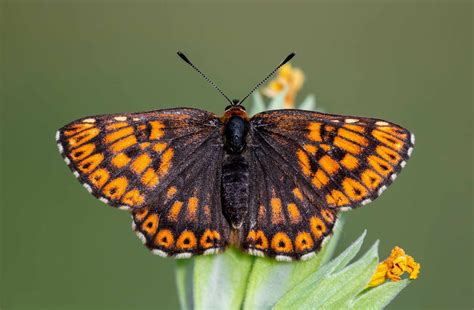 picture of british butterflies.